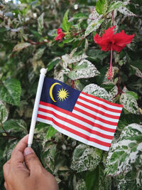 Close-up of hand holding small malaysian flag by flowering plants