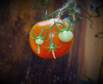 Close-up of tomato growing against wall