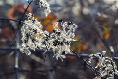 Close-up of frozen plants during winter