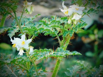 Close-up of plants against blurred background