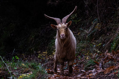 Wild goats of the portofino mountain