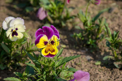 flowering plant