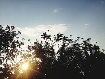 Sun shining through trees