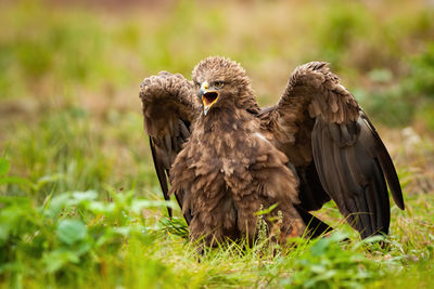 Close-up of a bird on field