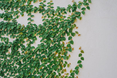 The green creeper plant on the wall