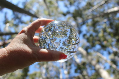 Close-up of hand holding branch against sky