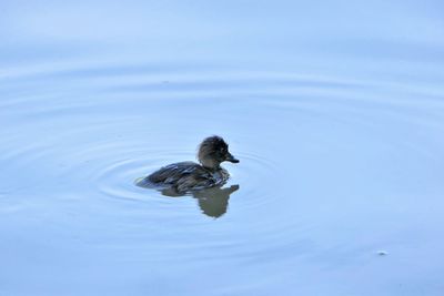 Female tufted duckling swimming in maxwell park pond.