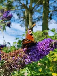 Close-up of butterfly pollinating on purple flower