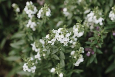 Close-up of white flowers