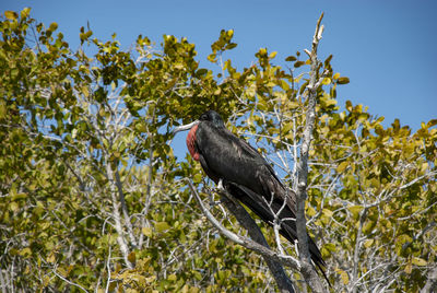 Low angle view of bird perching on tree