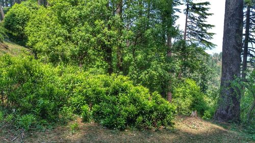 Plants growing in forest