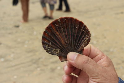 Close-up of hand holding leaf at beach