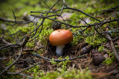 Close-up of mushroom growing on tree