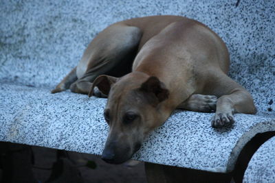 High angle view of dog sleeping