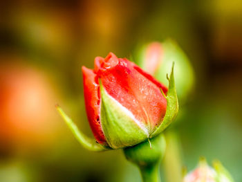 Close-up of wet red rose