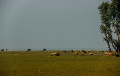 Cows grazing on field against clear sky