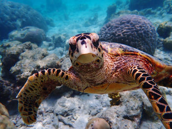 Close-up of turtle swimming in sea