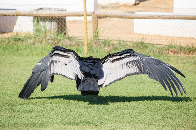 Rear view of vulture flying on over grassy field