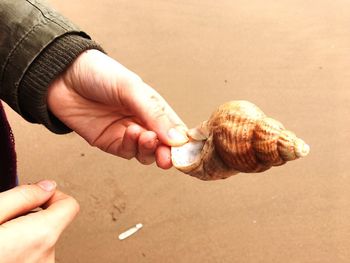 Close-up of woman hand holding sand at beach