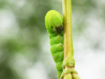 Close-up of snake on plant