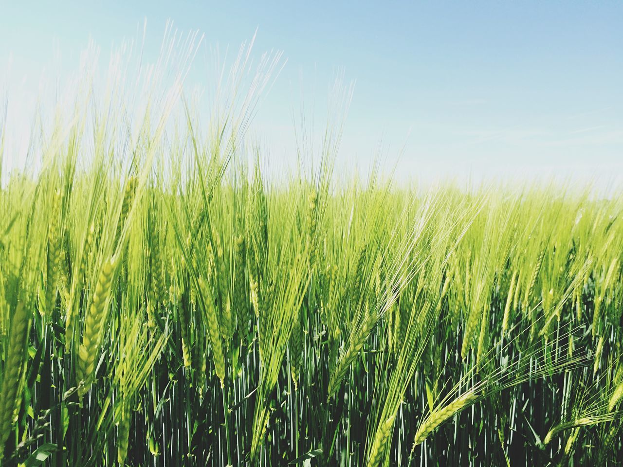 growth, crop, agriculture, field, rural scene, tranquility, farm, grass, nature, tranquil scene, landscape, cereal plant, beauty in nature, green color, clear sky, plant, scenics, cultivated land, sky, wheat