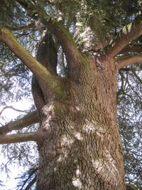 Low angle view of tree trunk