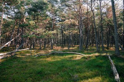 Trees growing in forest