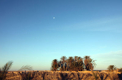 Close-up of plants on retaining wall against blue clear sky