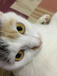 Close-up portrait of white cat