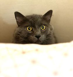 Portrait of cat relaxing at home