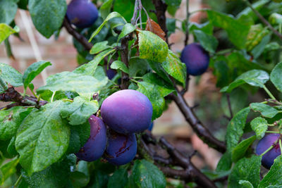 Close-up of berries growing on tree