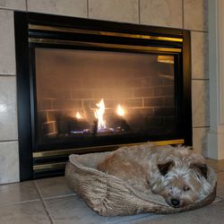 Dog relaxing at home