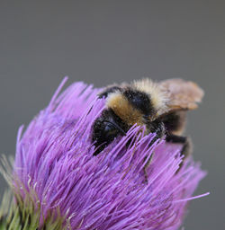 Close-up of bee pollinating on purple flower