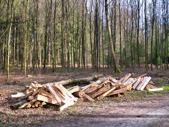 Stack of logs in forest