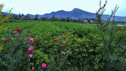 Scenic view of pink flowering plants on field against sky