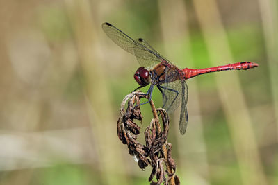 Close-up of dragonfly on plant