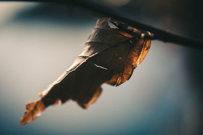 Close up of leaf