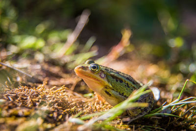 A beautiful common green water frog enjoying sunbathing in a natural habitat at the forest pond. 