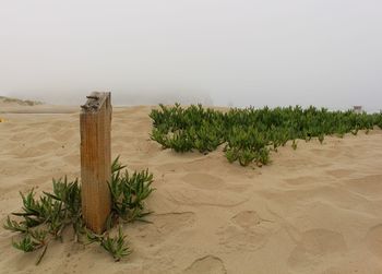 Plants growing on field against sky