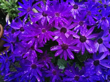 Close-up of purple flowers