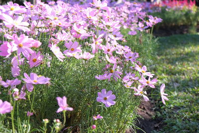 Close-up of flowers blooming outdoors