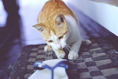 Close-up portrait of a cat