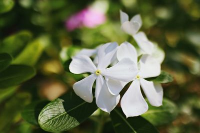Close-up of white flowering plant