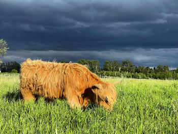 View of sheep on field against sky