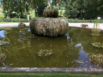 Reflection of trees in water