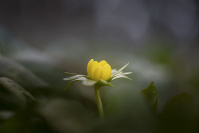 Close-up of yellow flowering plant