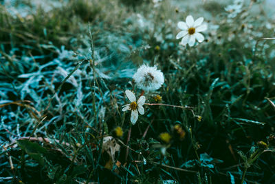 Close-up of white dandelion flowers on field