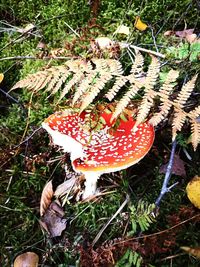 High angle view of mushroom growing on field