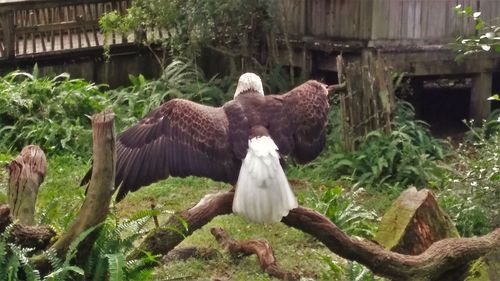 Sculpture in zoo