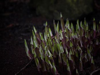 Close-up of plants growing outdoors